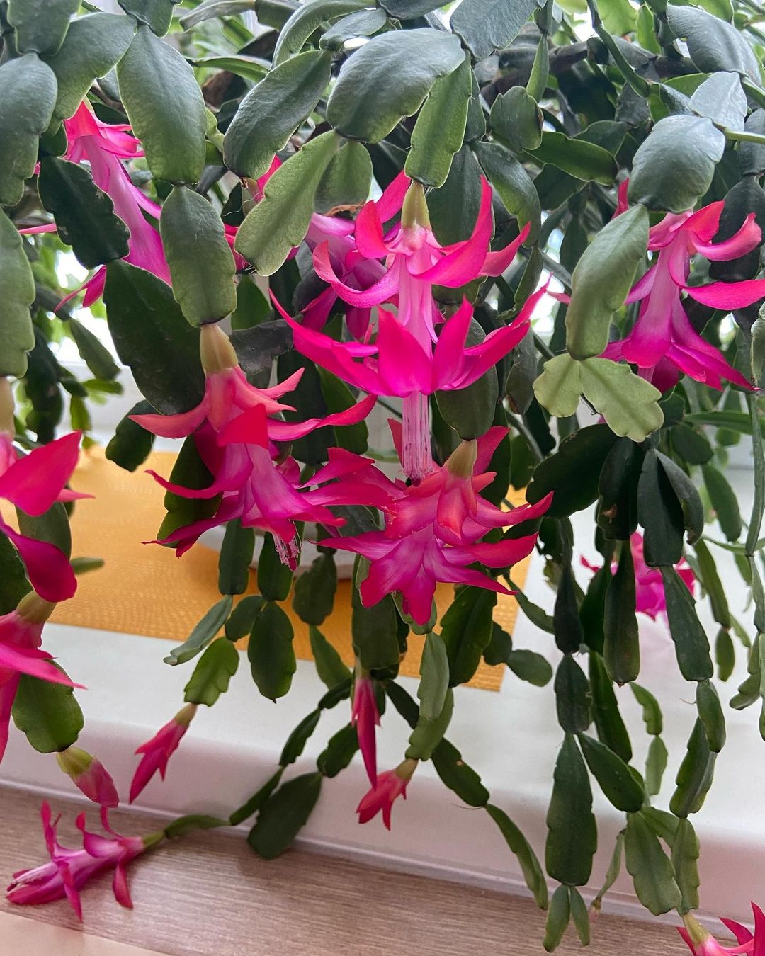 6 комнатных растений, которые вы можете разместить в ванной комнате - 3. Фаленопсис Орхидея