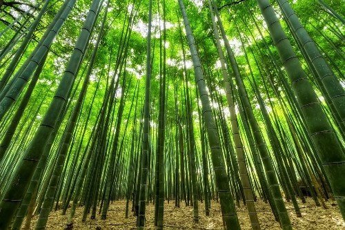  - 8 причин перейти на бамбуковое постельное белье