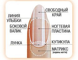 Какую форму ногтей выбрать