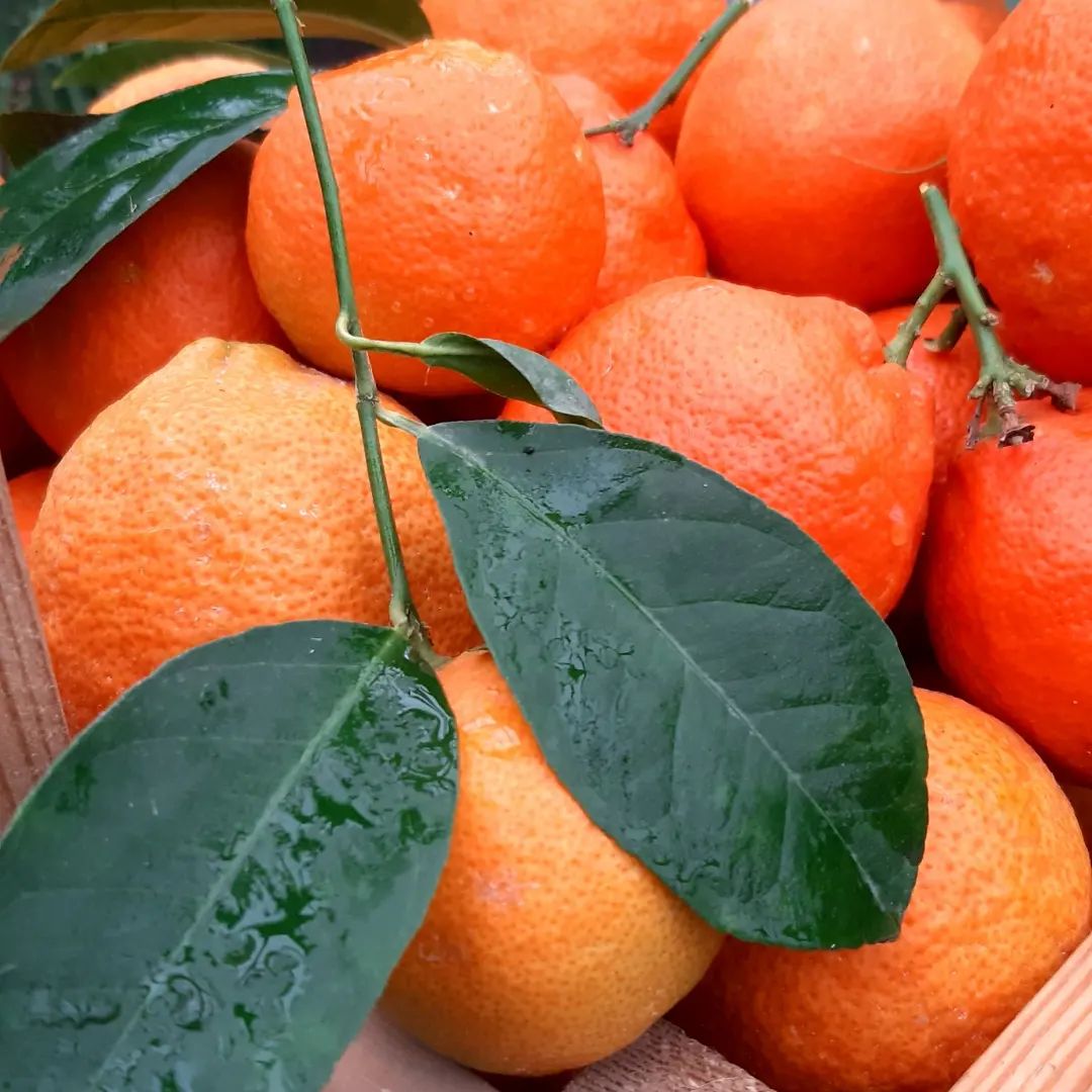  - Мандарины против апельсинов: что полезнее?