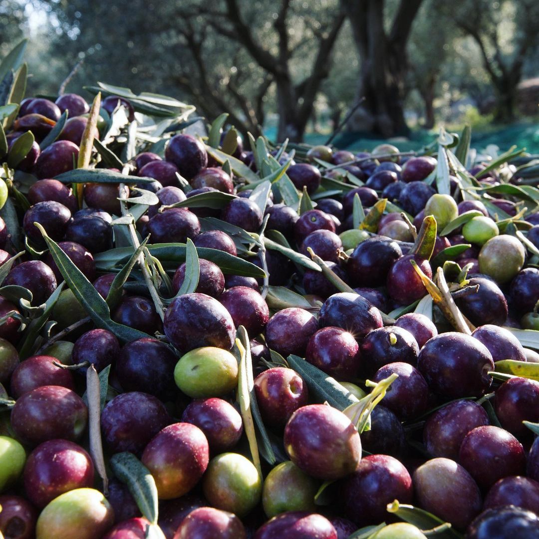 Испанское оливковое масло и итальянское: есть ли разница и в чем? - Как производится итальянское оливковое масло и какое оно на вкус?